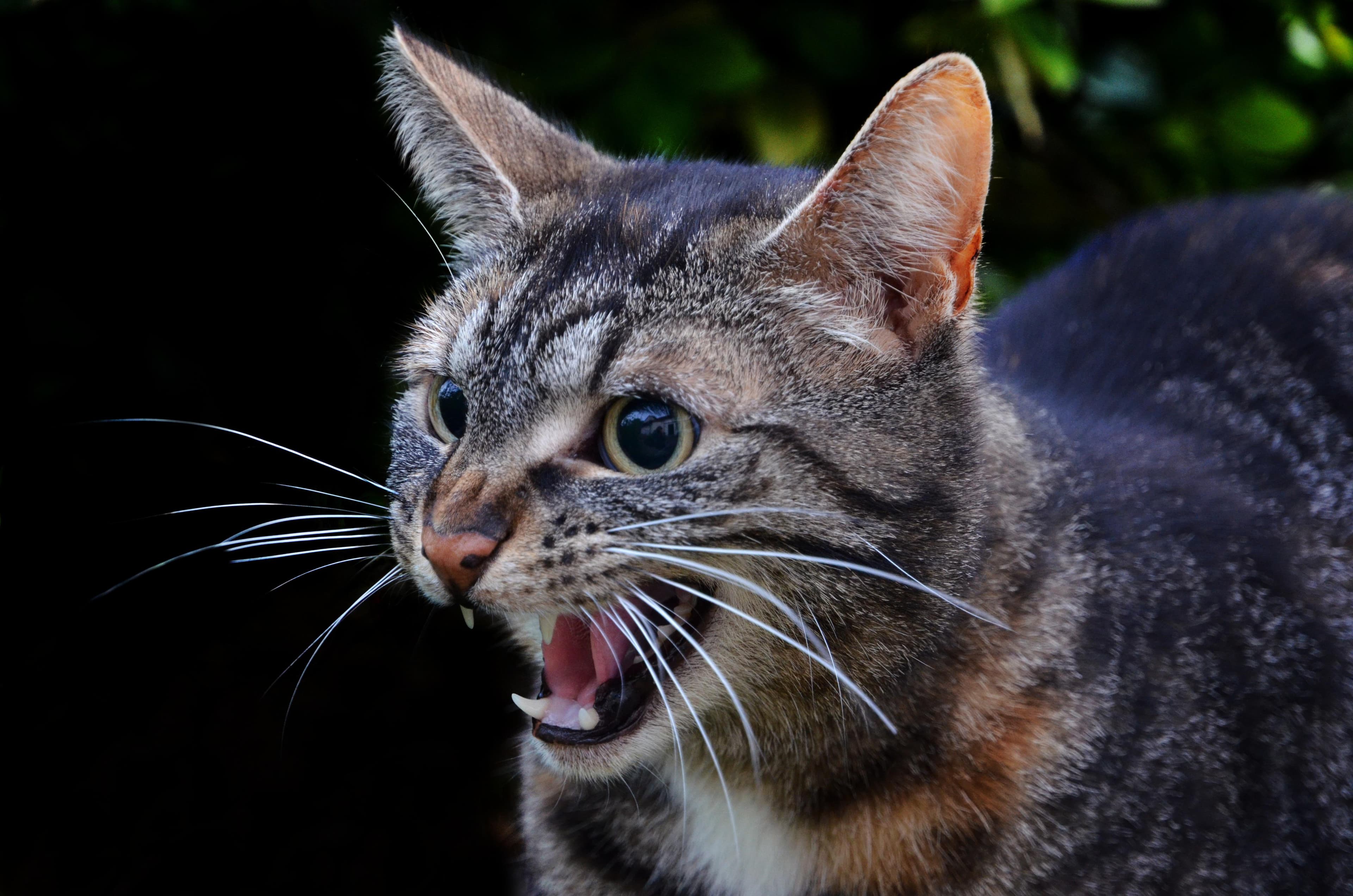 Katze beißt plötzlich ohne Vorwarnung: Alle Ursachen & was wirklich hilft