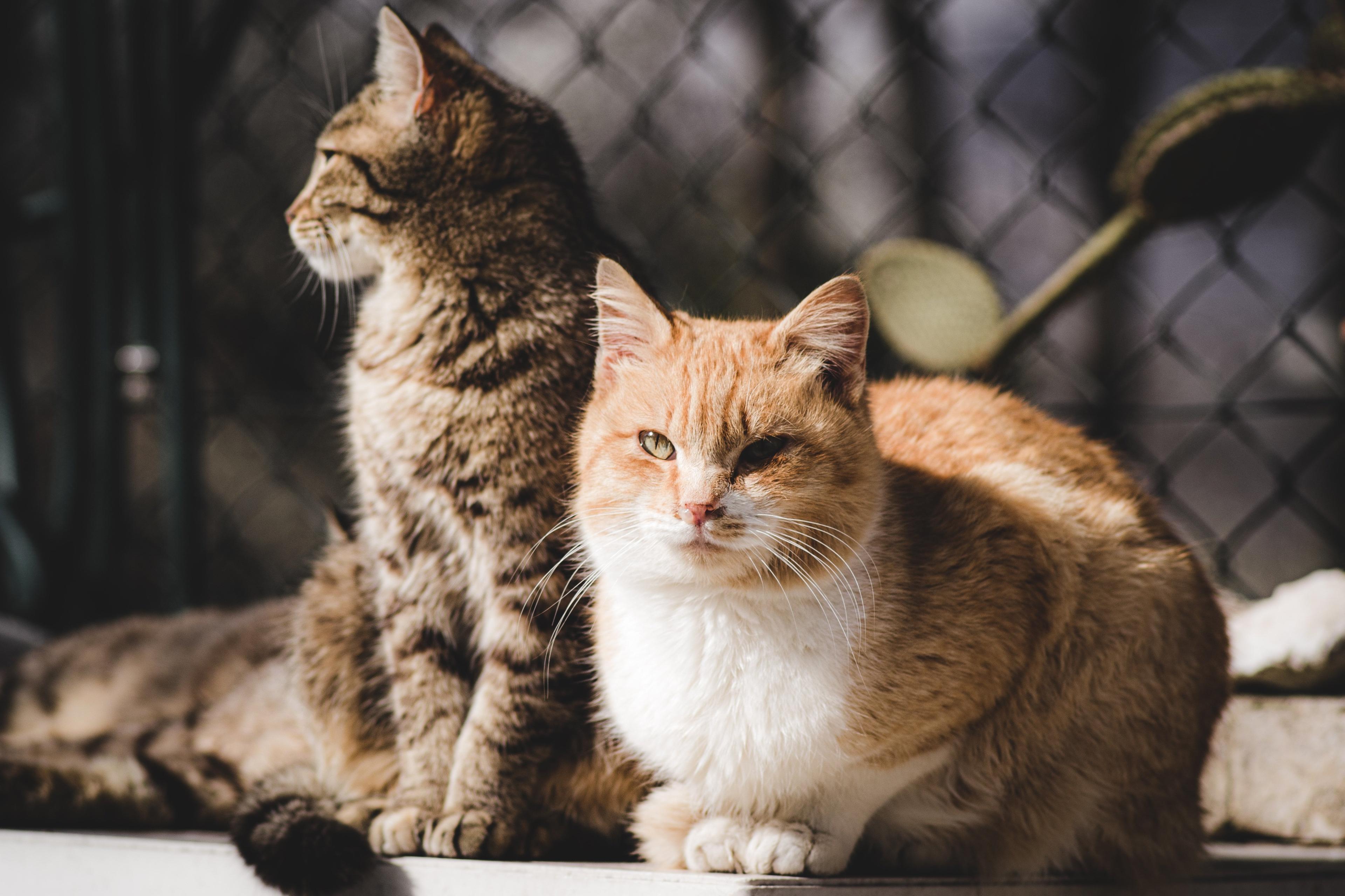 Die 100 schönsten Katzennamen: Von klassisch bis modern