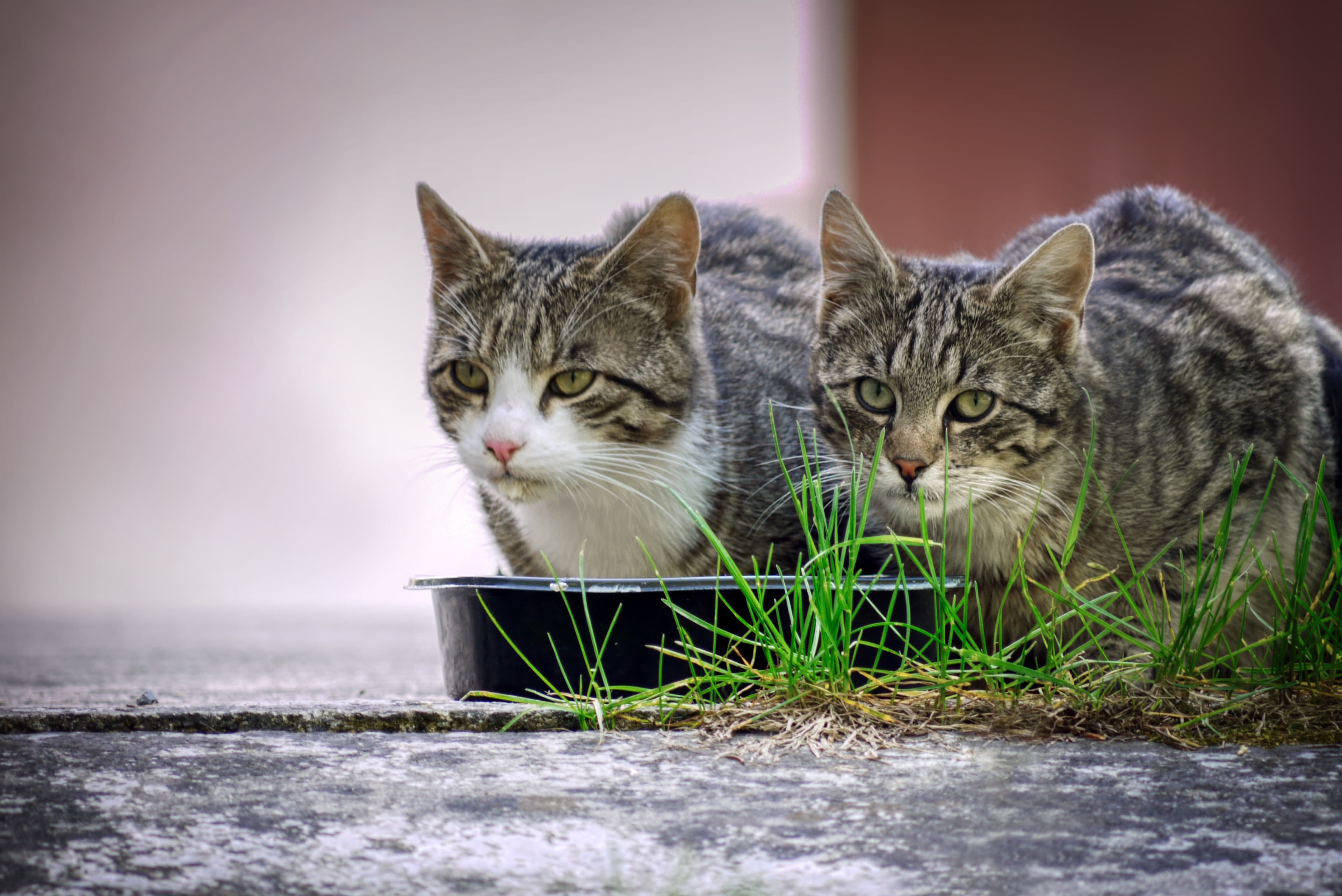 Warum fressen Katzen Gras? Und ist das gesund?