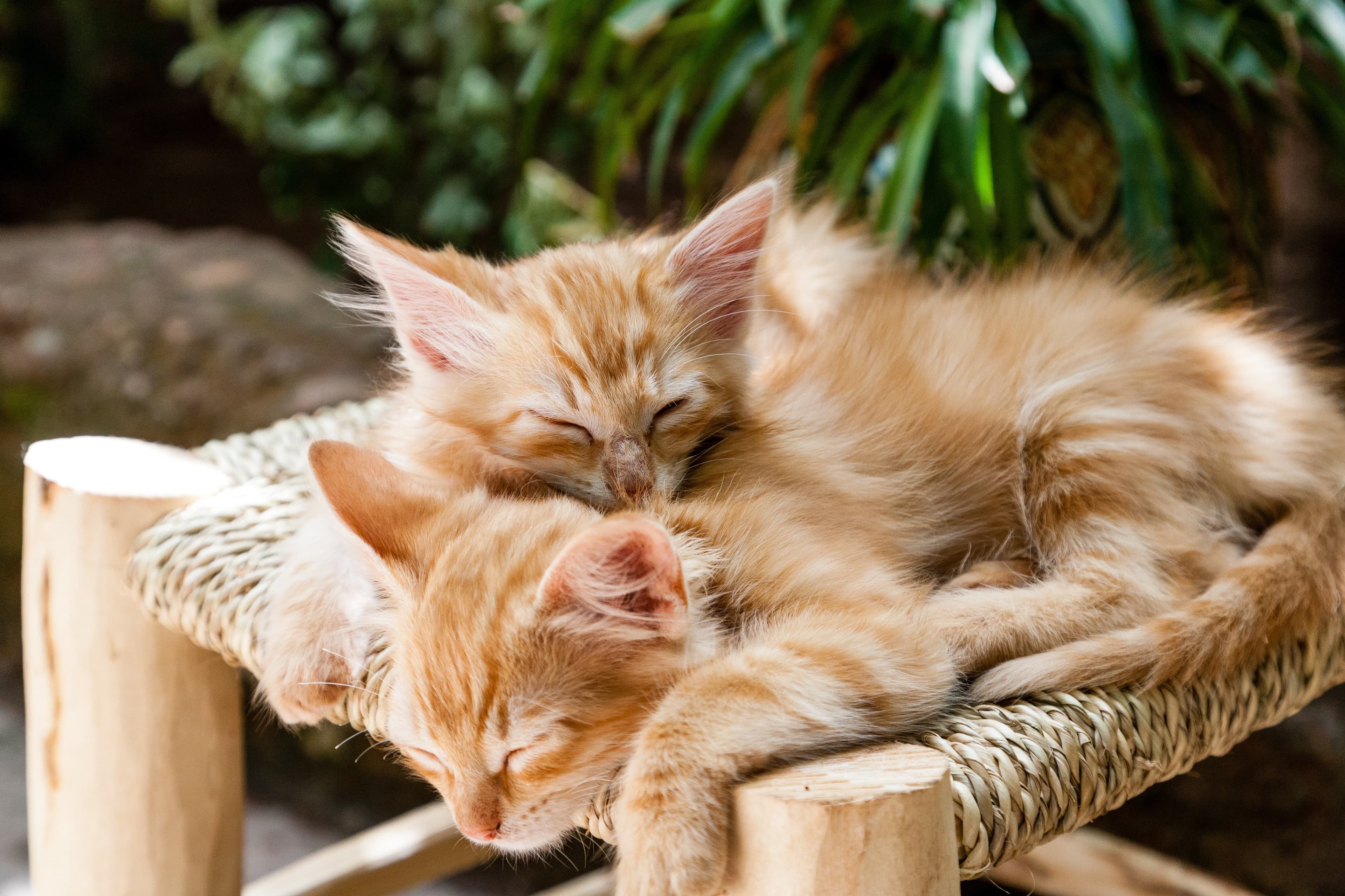Katze und Baby: Worauf du wirklich achten musst