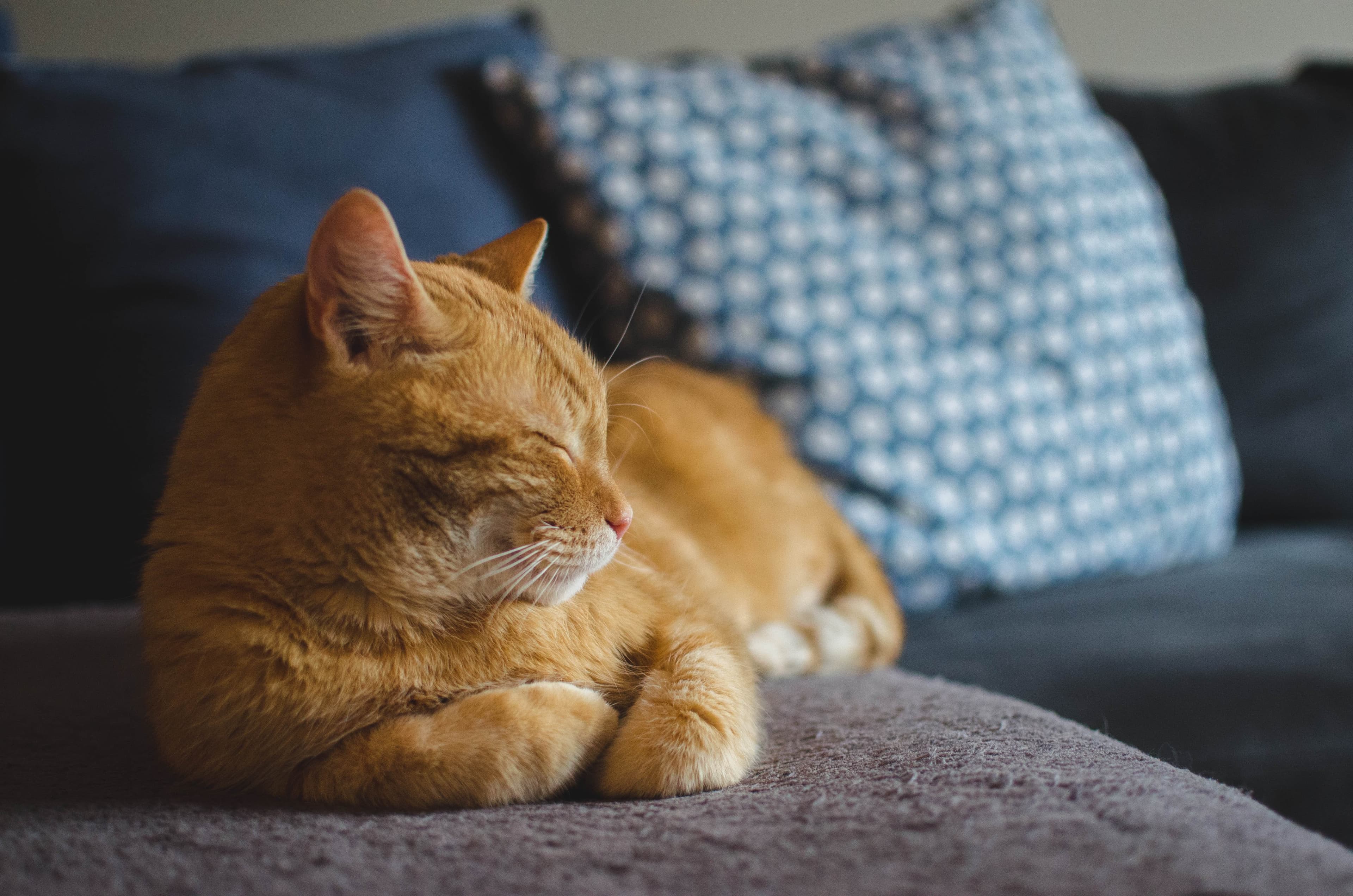 Wie alt werden Katzen? Lebenserwartung & was sie wirklich beeinflusst